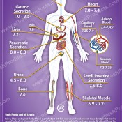 pH Values of the Human Body