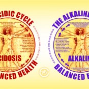 Acid / Alkaline Cycle of the Body